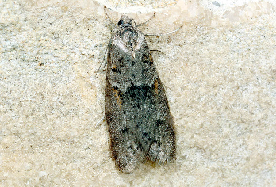 Micro da id.: Tortricodes alternella, Tortricidae